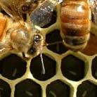 Aux ruchers du vexin - Apiculteur d'Enfer, 95420. Miels du vexin, pains d'épices, nougats. Siret : 48306538900049