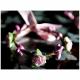 Couronne2fleurs - Paire de bracelets floraux rose tendre shabby chic idée cadeau Noël - Bracelet - Tissu