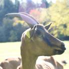 Ferme les Avoineries - Au milieu des pâturages, élevage familiale de chèvres et fromagerie fermière