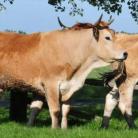 La Ferme de Dixmérie - Viande bovine bio du Marais Poitevin,  conduit son troupeau de charolaise et maraîchine en extensif