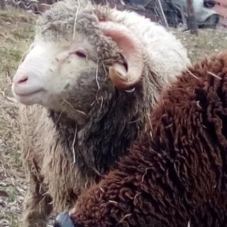 Ferme la Bouïsse - Agneau - Agneau et mouton