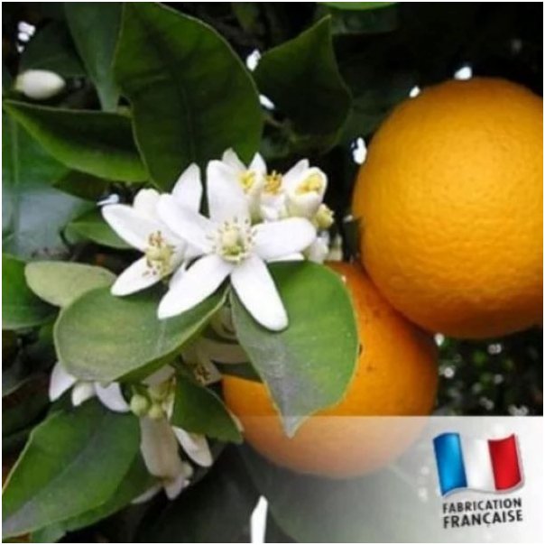 Fondant Douceur - Fondant Parfumé à l&#039;unité  Fleur d&#039;Oranger - cire de soja
