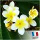 Fondant Douceur - Fondant Parfumé à l&#039;unité Monoï de tahiti - cire de soja