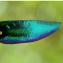 Haliotis Créations - Boucles d&#039;oreilles Scarabées, élytres verts, crochets acier chirurgical limitant les allergies - Boucles d&#039;oreille - scarabée