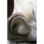 Laines Paysannes - Peau d&#039;agneaux lainées - 95 cm - Peau d&#039;agneau