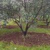 Les Flaveurs du Rocher - Huile d&#039;Olive Vierge Extra (Fruité mûr) 3 L - Huile d&#039;olive
