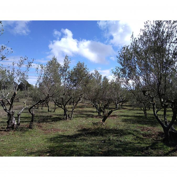 Les Flaveurs du Rocher - Huile d&#039;Olive Vierge Extra (Fruité mûr) 3 L - Huile d&#039;olive