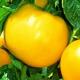 Le safran d'Athos - Confiture de tomates jaunes - Confiture Artisanale