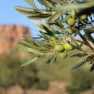 Les oliviers et amandiers de la réserve naturelle - Vous trouverez ici notre huile d’olive extra vierge biologique ainsi que nos amandes biologiques .