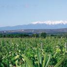 Mas Castello-Domaine Cachau Dubournais - Venez découvrir nos vins Côtes du Roussillon !