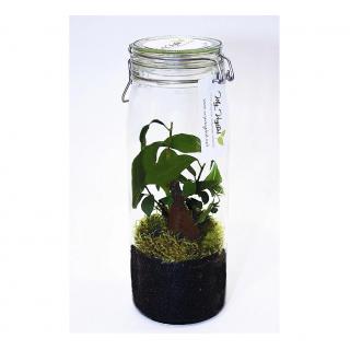 My vegetal - Terrarium lumineux IPOH - terrarium