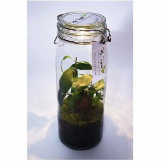 My vegetal - Terrarium lumineux IPOH - terrarium
