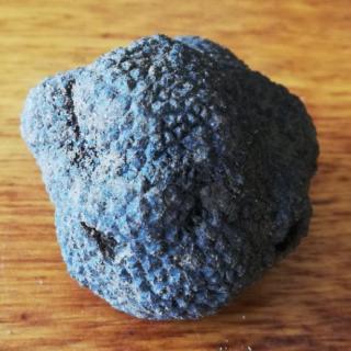 SAS Gobert, le fruit de 4 générations - Truffe noire fraîche Melanosporum - Champignon - 4668