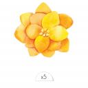 Sioou - Fleur jaune x5 - Tatouage éphémère