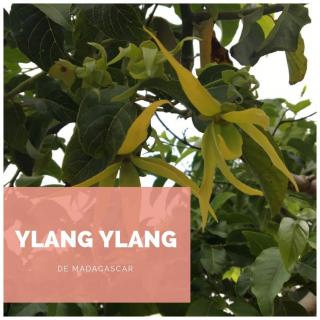 Zou Organic - Savon surgras bio aux essences zen d’Ylang ylang – FANJA - Savon - 100 g